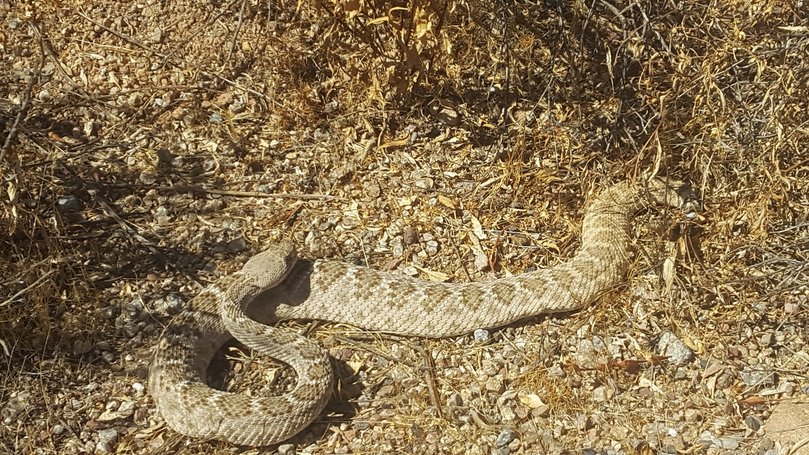 Diamondback Rattlesnake - A relatively common snake in the Arizona Desert